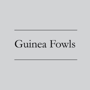 Guinea Fowls