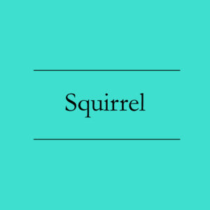 Squirrel