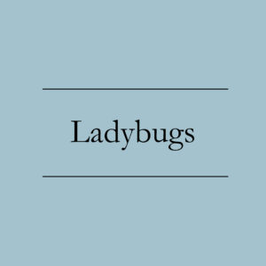 Ladybugs