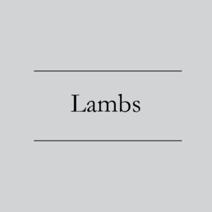 Lambs